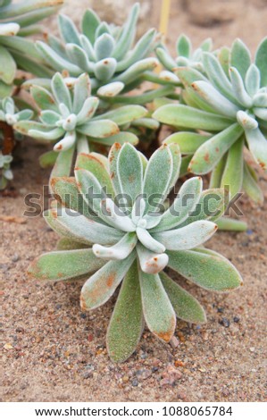 Echeveria leucotricha or chenille succulent  plant  