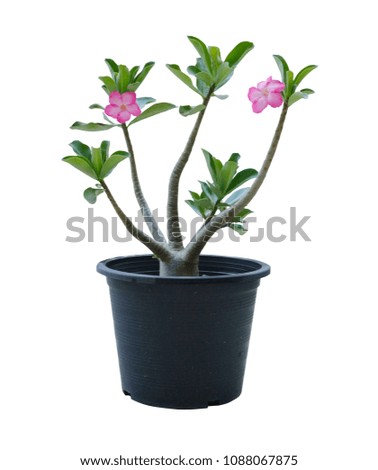 Desert Rose, Desert Rose PSD, flower tree Royalty-Free Stock Photo #1088067875