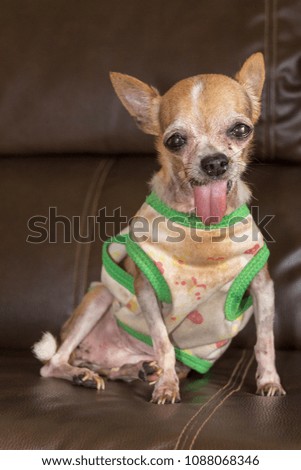 Tiny brown chihuahua dog wearing dirty shirt indoor