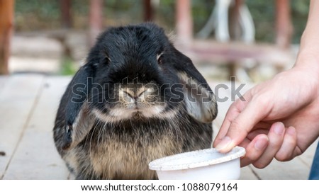 a black rabbit eating food in the white bowl on the floor, be full and looking the camera.