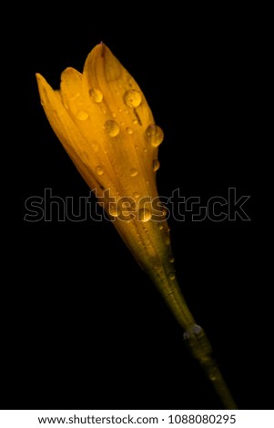 rain drop on young yellow flower with dark background.