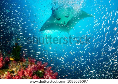 Huge Oceanic Manta Ray swimming over a colorful, healthy tropical coral reef Royalty-Free Stock Photo #1088086097