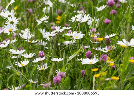sprimgtime meadow blossom in rural countryside of south germany