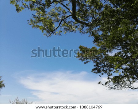tree and clear sky for background