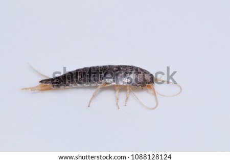 silverfish on a white background