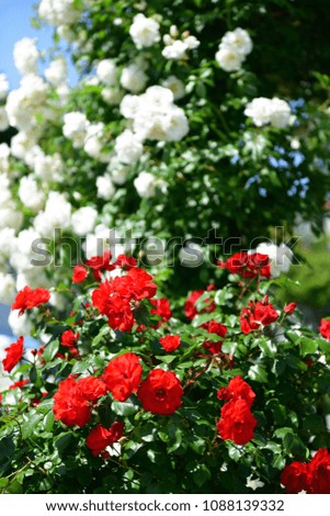 colorful rose garden