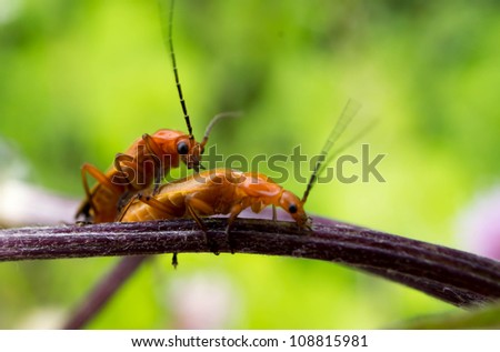 Insects mating