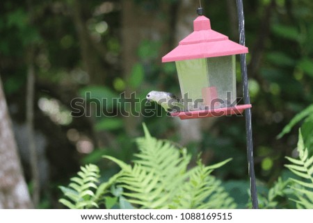 Tiny chickadee titmouse bird perched on backyard feeder filled with sunflower and seeds by green leaf trees.