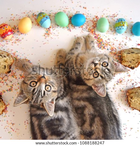 Two purebred scottish straight kittens classic gold tabby lie near Easter eggs, Easter cakes in sweet sugar balls