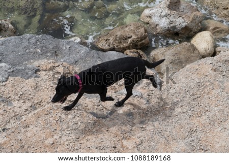 Photograph of a dog walking along the coast of Menorca, Spain.