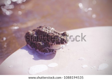 the frog sits in the sun near the water