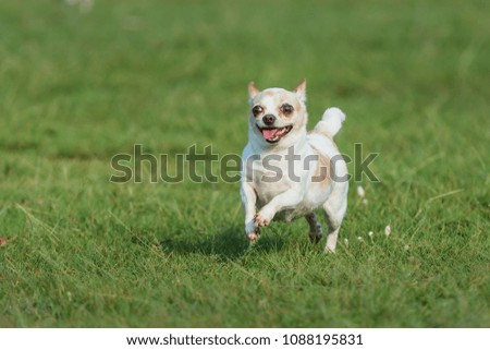 Fun dog,Happy dogs having fun in a field, running on the field.Chihuahua.