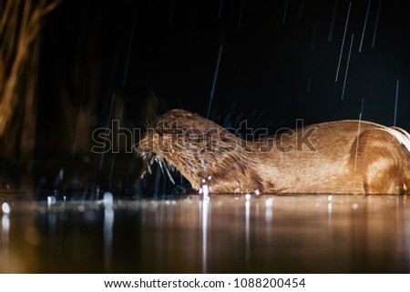 Night picture of a European Otter (Lutra lutra) in rain, eating a fish.
