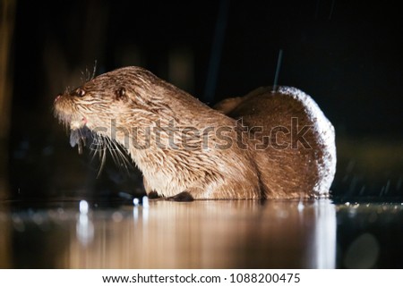 Night picture of a European Otter (Lutra lutra) in rain, eating a fish.