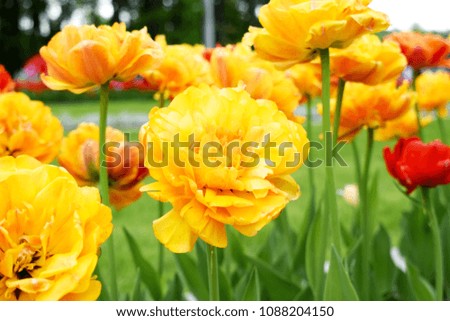 Photo of blooming tulips in the park. Spring walk in the fresh air.