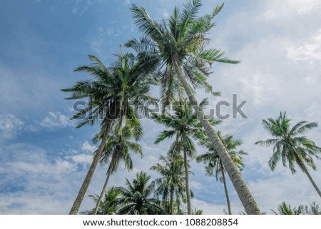 Coconut tree and blue sky in Koh Kood Thailand.sky texture,sky wallpaper,sky photography,sea picture sea wallpaper,coconut tree,