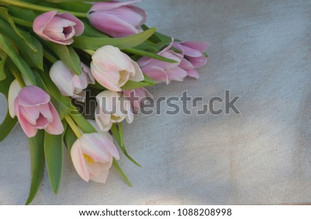 Tulips with vintage style background