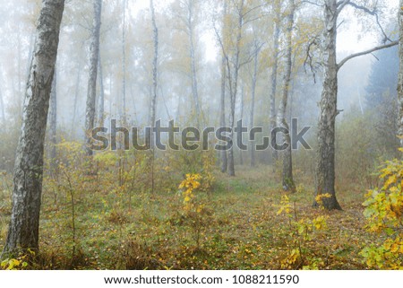 Misty morning in the woods in the fall. Morning, autumn. Birch grove near the city.

