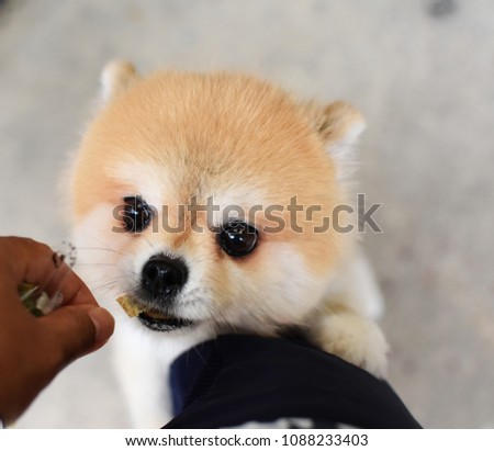 Cute Pomeranian dog stand for receive food from owner's hand, feed food for training pet stand with two legs look like human concept