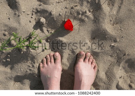 poppy flower on the sand
