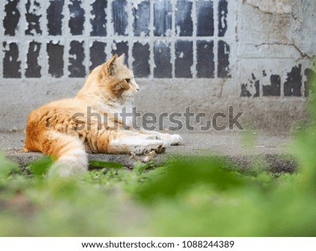 Dirty homeless redhead cat house wall. The problem of stray animals