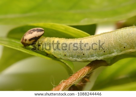 Caterpillar Green feeding on a leaf in garden and make damage. Caterpillar on broken leaf.