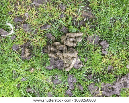 Goose poo on grass, Rydal Water in the Lake District, England