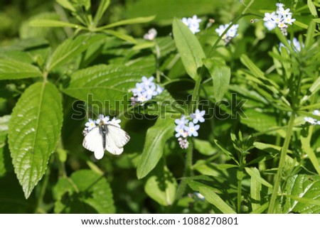 Green veined white butterfly collecting pollen nectar from blue forget me not wild flowers