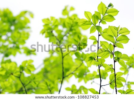 young fresh spring beech tree leaves