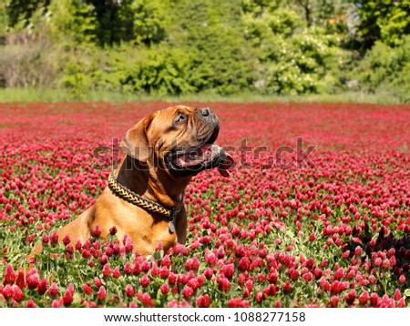 French mastiff - Bordeaux dog - On a meadow of clover blossoms