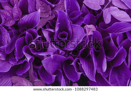 Trendy Color Cncept Set with Ultra Violet Color Trend of the Year 2018 Leaves Nature. Royalty-Free Stock Photo #1088297483