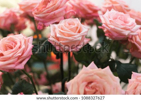 Close-up of a beautiful bouquet of pink roses.