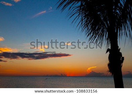 Beautiful Sunset with palm tree in front