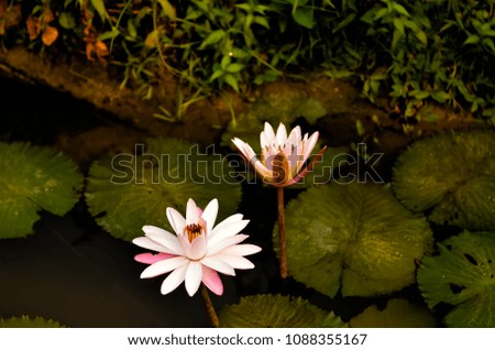 White lotus blooming in the water at morning.
