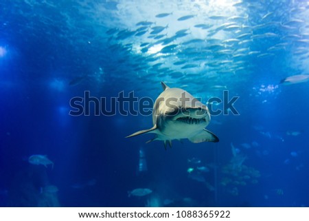 big tiger shark in slow approaching way