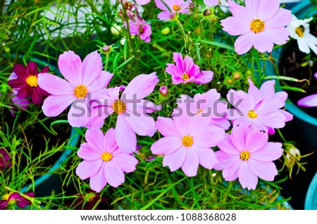 Beautiful Pink flowers at park