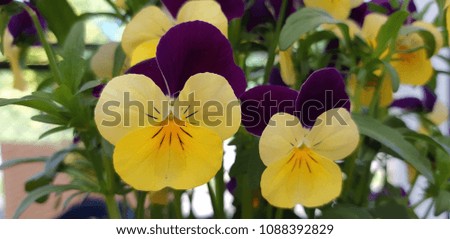 pansies in yellow and purple