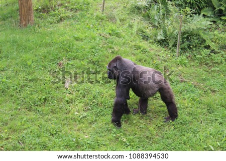 big black monkey