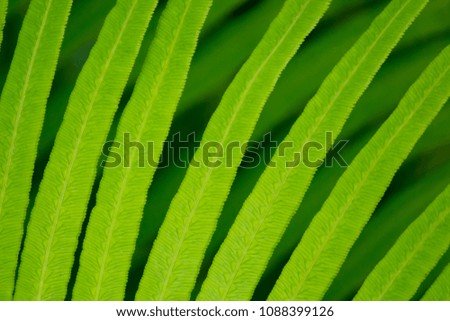  fern leaf in closeup 