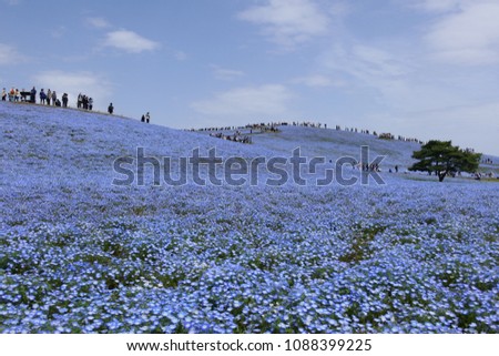 A superb view in Japan.The field of nemophila flowers.This place is Hitachi Seaside Park in Hitachinaka Ibaraki Japan.The middle of April. Royalty-Free Stock Photo #1088399225