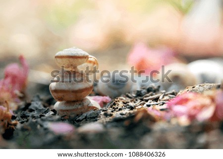 
Snail shell,nature background