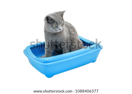 little cute yellow eyes british cat with collar in toilet isolated on white background 