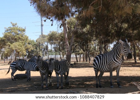 Several zebras graze in the shade of trees. Wild animals.