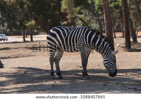 Several zebras graze in the shade of trees. Wild animals.