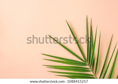 Spiky Feathery Green Palm Leaf on Pink Peachy Wall Background. Room Plant Interior Decoration Organic Cosmetics Spa Wellness Fashion Concept. Pastel Colors. Flat Lay Copy Space