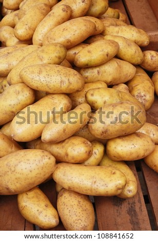 harvest potato