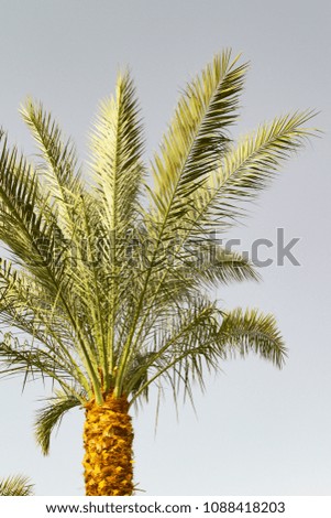 palm leaves close-up, landscape