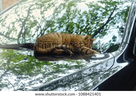 sleeping brown cat on the hood of a car
