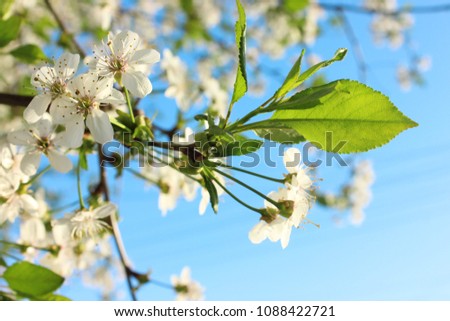 Cherry tree blossom - white flowers, wondering springtime