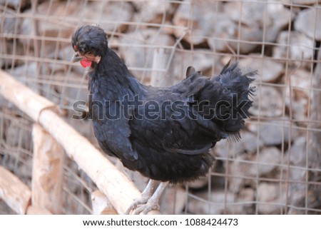 Black chicken wiht beautiful crest.